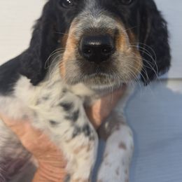 Joy - Blue belton and tan (tri-color) female English Setter puppy in Morrice, Michigan from Wild Bird Setters