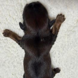 Girl 2 - Chocolate and tan female Shih Tzu puppy in Ocala, Florida from Mimi's Shih-tzus of Ocala