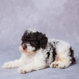 Ted - Parti male Poodle puppy in Apple Creek, Ohio from Grandeur Valley Puppies