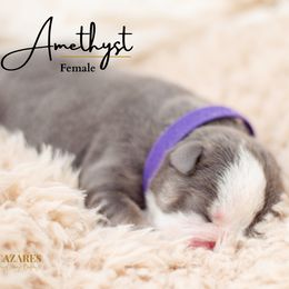 Amethyst - Bulldog puppy in Sabinal, Texas from Cazares Royal Lineage Bulldogs