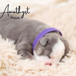 Amethyst - Bulldog puppy in Sabinal, Texas from Cazares Royal Lineage Bulldogs