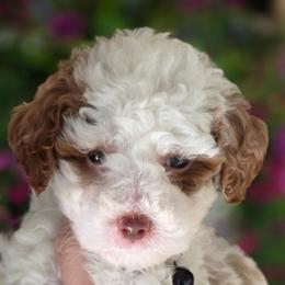 Chiffon - Parti male Goldendoodle puppy in Vernon, Texas from Sugarland's Texas Goldendoodles