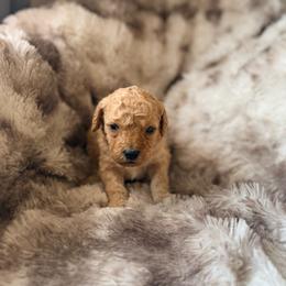 Princess Peach - Apricot female Poodle puppy in Uniondale, New York from Poodles Are Mixy