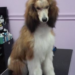 Poodles from Kemah Standard Poodles