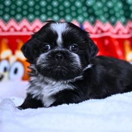 Ollie - Black and white male Shih Tzu puppy in Montrose, Colorado from Nana's Happy Pups