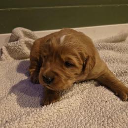 Blitzen (blue collar) - Dark golden male Golden Retriever puppy in Tenino, Washington from Oak River Goldens'