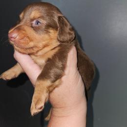 B3 - Chocolate and tan male Dachshund puppy in Lansing, Michigan from Black Thunder 517 Dachshunds and frenchies