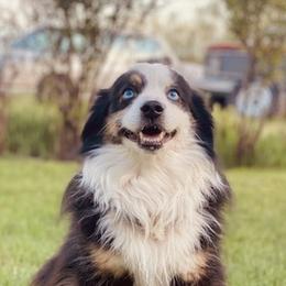 Miniature Australian Shepherds from Weatherdogkennels