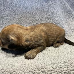 Pink baby boy - Gold and white male Shorkie puppy in Chipley, Florida from Relentless Homestead