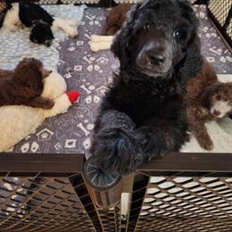 Obie - Poodle puppy in Riesel, Texas from Blackland Poodles