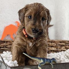 Cavapoo and Whoodle Puppies from Gardner Lane Puppies