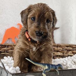 Cavapoo and Whoodle Puppies from Gardner Lane Puppies