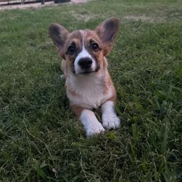 Willow-Female 3 - Sable female Pembroke Welsh Corgi puppy in Cooper, Texas from S7 Corgis and Chaos