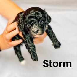 Cavapoo and Poodle Puppies from Poodles Plus