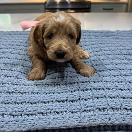 Pink Female- MiniGoldendoodle - Apricot female Goldendoodle puppy in Piedmont, South Carolina from The Farm at Saluda Ridge