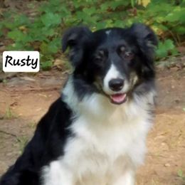 Rusty - Border Collie
