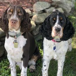 English Springer Spaniels from Lassale Springers