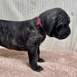 Stella - Black female Neapolitan Mastiff puppy in Canyon, Texas from Mastini Della Forte