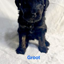 Aussiedoodle Puppies from Dogwood Family Doodles