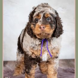 Sharpay - Merle female Cockapoo puppy in Connersville, Indiana from Deaz Doodle Ranch