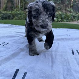 Boy 1 - male Australian Mountain Doodle puppy in Fullerton, California from Emerald Creek Doodles