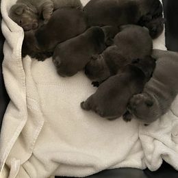 French Bulldog Puppies from Cat's Custom Frenchies