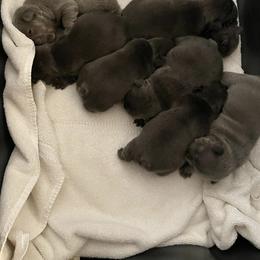 French Bulldog Puppies from Cat's Custom Frenchies