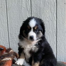 Australian Shepherds and Miniature Australian Shepherds from Tapestry Australian Shepherds