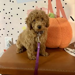 Goldie - Apricot female Poodle puppy in Carrollton, Georgia from Doods&Brews Poodles&Doodles