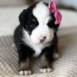 Harper - Black tri female Miniature Australian Shepherd puppy in Chelsea, Oklahoma from Elite Puppies of Oklahoma