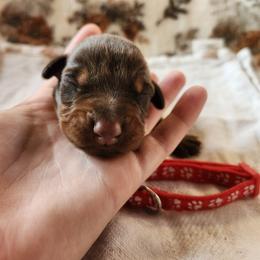 Nemesis - Red and rust male Doberman Pinscher puppy in Robinson, Pennsylvania from Makkr Ridge Dobermans LLC