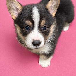 Pink collar - Black and tan female Pembroke Welsh Corgi puppy in Poulsbo, Washington from Central Valley kennel