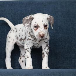 Dark purple - White and liver brown female Dalmatian puppy in Cottage Grove, Oregon from Hidden Hills Dalmatians