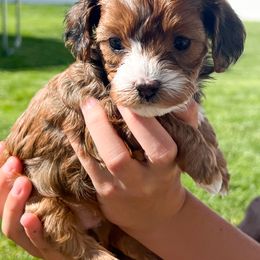 Juniper - Sable Cavapoo puppy in Idaho Falls, Idaho from Dot & Dash Doodles
