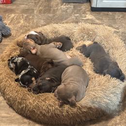 Aussiedoodle, Bulldog, Miniature Australian Shepherd, Poodle, and Toy Australian Shepherd Puppies from Mowry Creek Mini Aussiedoodles and More