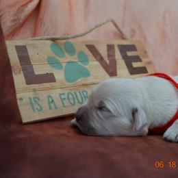 Golden Retriever and Jack Russell Terrier Puppies from VS Golden Fields