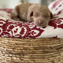 Sugar Plum - Apricot female Goldendoodle puppy in Brooksville, Florida from Abby’s Standard Goldendoodles
