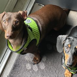 Dachshunds and French Bulldogs from Ohio House of Frenchies