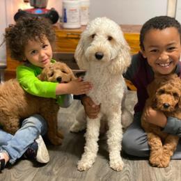 Goldendoodle Puppies from Zink Doodles