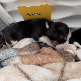 Aveline - Black tan and white female Beagle puppy in Mindenmines, Missouri from Debonair Beagles