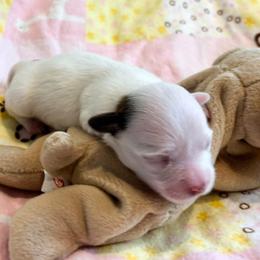 Cream with red - Cream female Havanese puppy in East Lansing, Michigan from VanCort's Happy Havanese