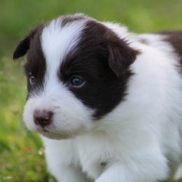 Jed - Red male Border Collie puppy in Tylertown, Mississippi from Cool Meadow Farms