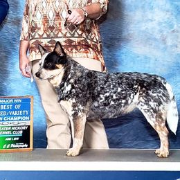 Paisley  - Australian Cattle Dog