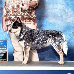 Paisley  - Australian Cattle Dog