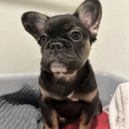 French Bulldog Puppies from Chanel & Co Frenchies
