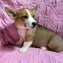 Christi - White and red female Pembroke Welsh Corgi puppy in New Waverly, Texas from Corgie & Cream Paradise