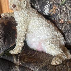 Bell - Australian Cobberdog