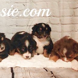 Australian Shepherd Puppies from Winsome Aussies