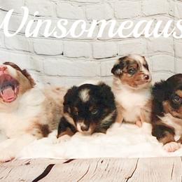 Australian Shepherd Puppies from Winsome Aussies