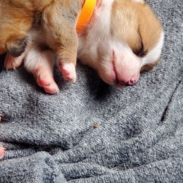 Pembroke Welsh Corgi Puppies from Rose Water Corgis